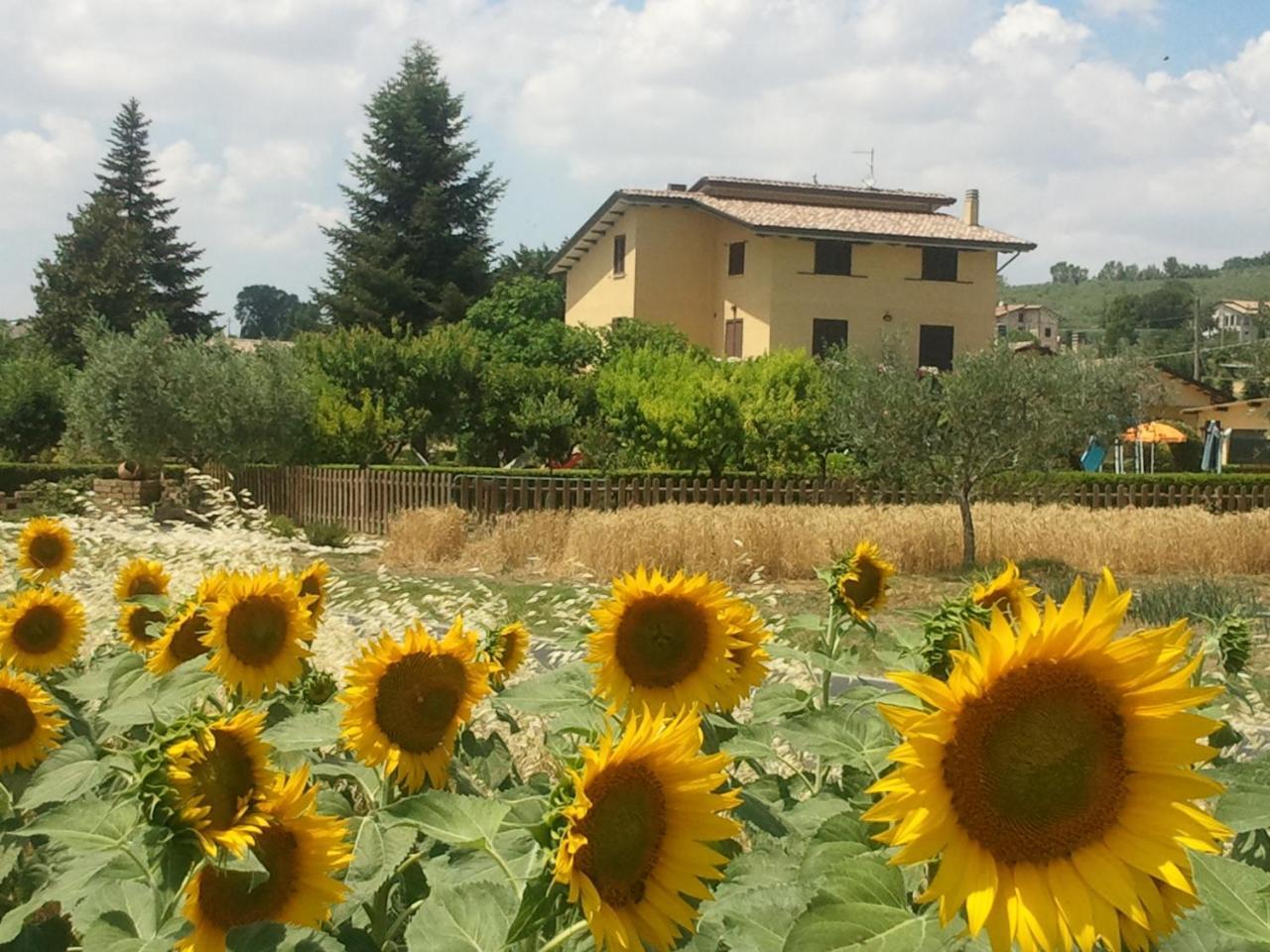 Agriturismo Il Girasole Assisi Eksteriør bilde