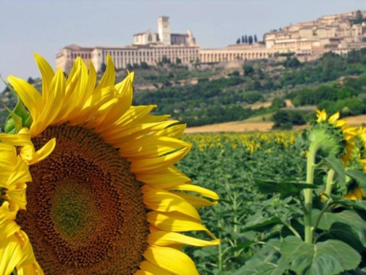 Agriturismo Il Girasole Assisi Eksteriør bilde